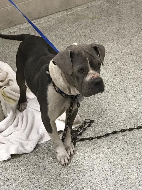HAZEL - Boxer available for adoption