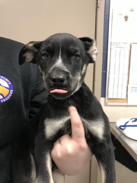 JED - Labrador Retriever available for adoption