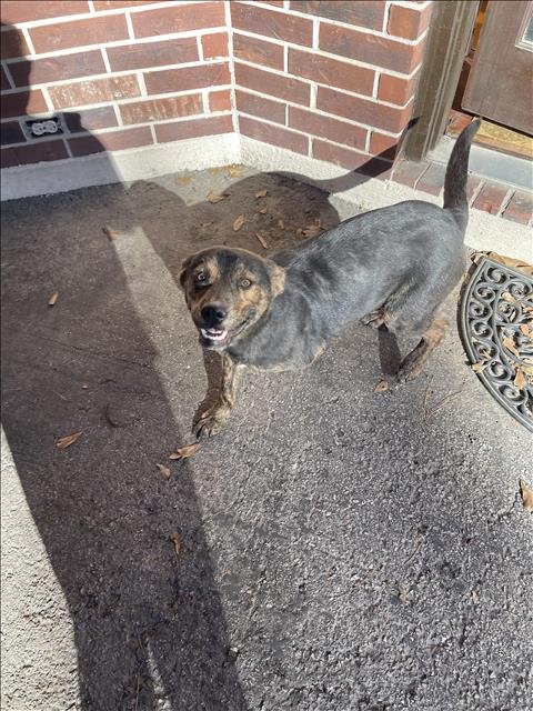 A423372 - German Shepherd Dog available for adoption