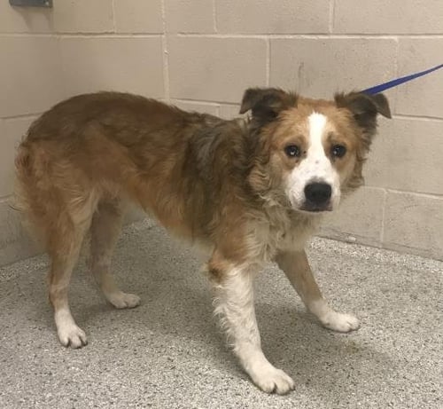 JAX - Border Collie available for adoption