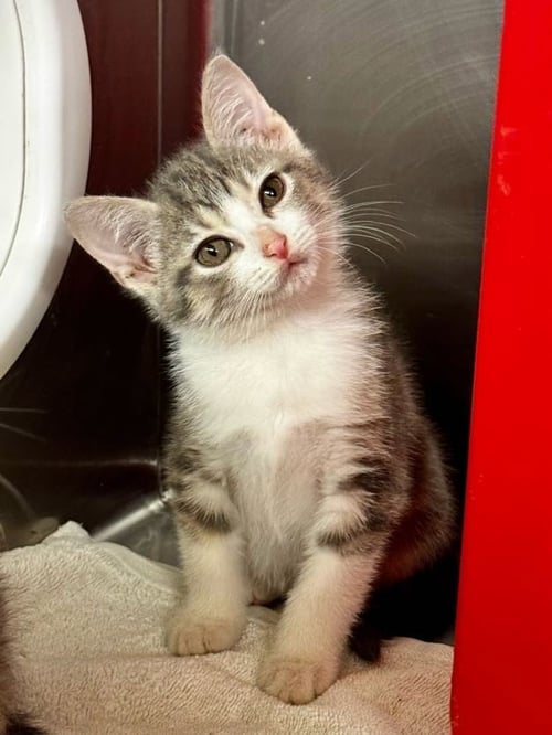 PATTY - Domestic Short Hair available for adoption
