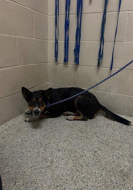 A424337 - American Pit Bull Terrier available for adoption