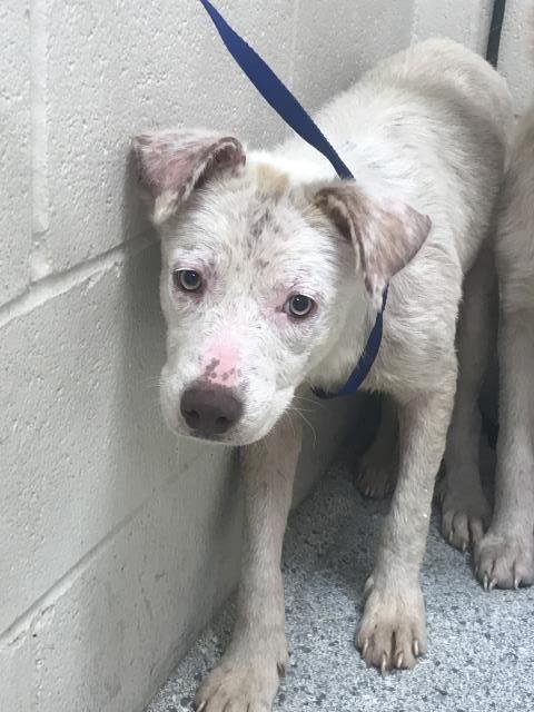 BEIGNET - Australian Cattle Dog/Blue Heeler / Anatolian Shepherd available for adoption