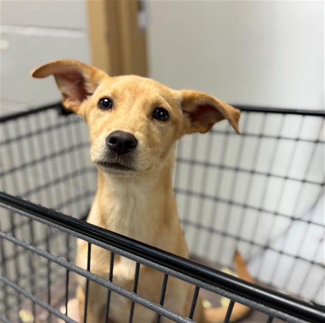 RACHEL - Labrador Retriever available for adoption