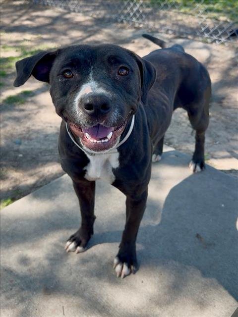 IRIS - Pit Bull Terrier available for adoption