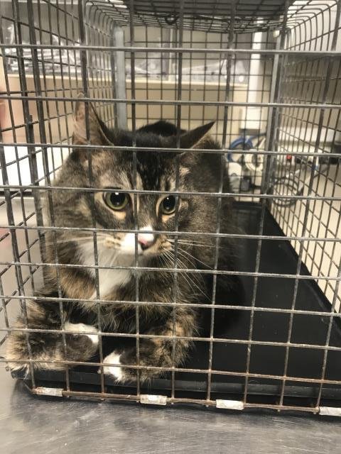 JOJO - Domestic Short Hair available for adoption