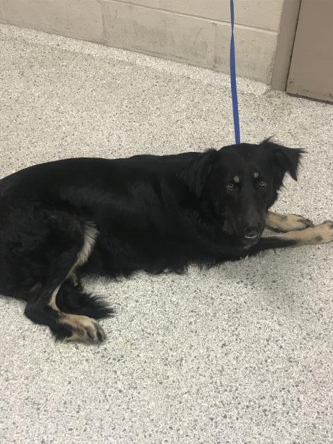 BELLA - Border Collie available for adoption