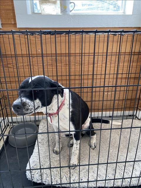 PEPPER - Australian Cattle Dog/Blue Heeler available for adoption