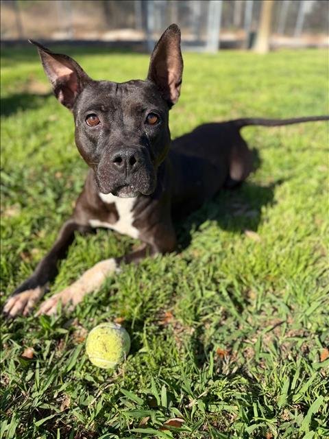 BRANDY - Pit Bull Terrier available for adoption