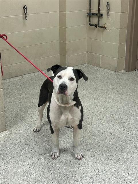 ARMAND - American Pit Bull Terrier available for adoption