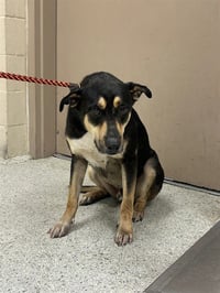 DOUG - Photo 1