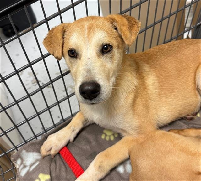 RYAN - Labrador Retriever available for adoption