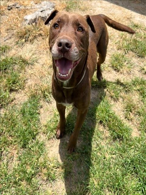 BERNIE - Labrador Retriever available for adoption