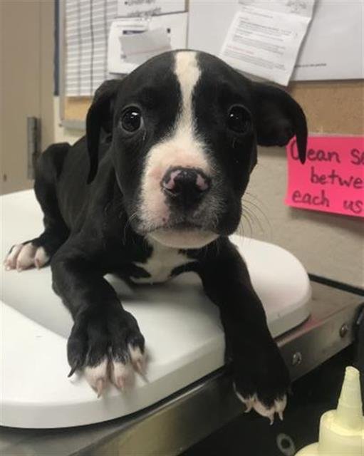 TAFFY Image