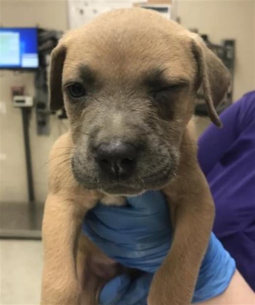 A429964 - Labrador Retriever available for adoption