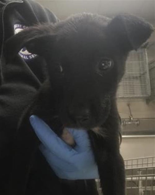 HAILEY - Labrador Retriever available for adoption