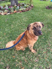 TEDDY - Photo 1