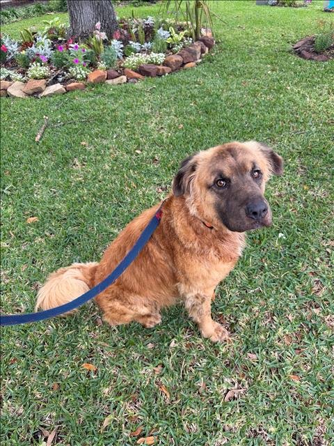 TEDDY - Leonberger available for adoption