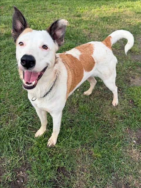 CHERRY - Border Collie available for adoption