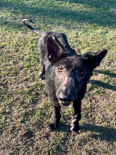 LOGAN - German Shepherd Dog available for adoption