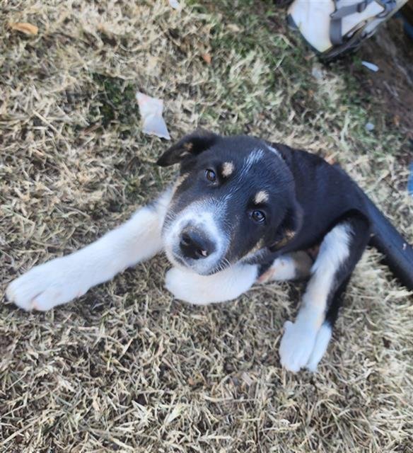 VENUS - Labrador Retriever available for adoption