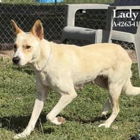 LADY - Photo 1