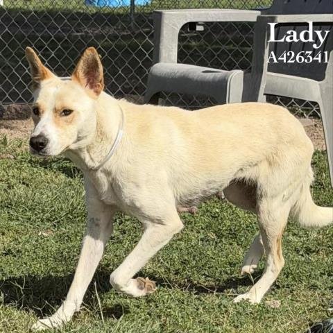 LADY - Labrador Retriever available for adoption