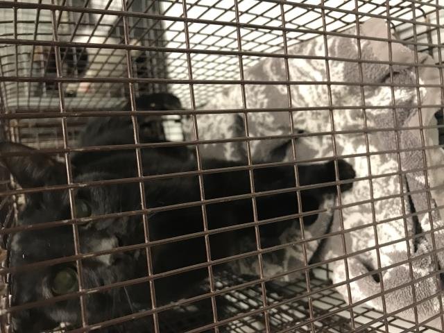 A424151 - Domestic Short Hair available for adoption