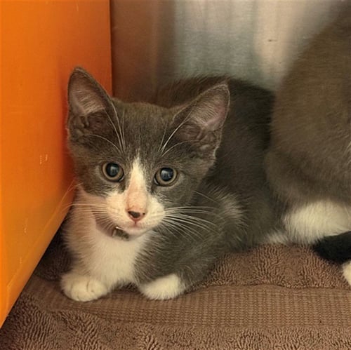 KELVIN - Domestic Short Hair available for adoption