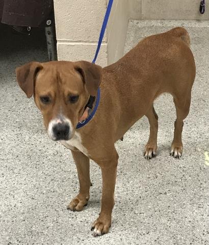 DOTTIE - Pit Bull Terrier available for adoption