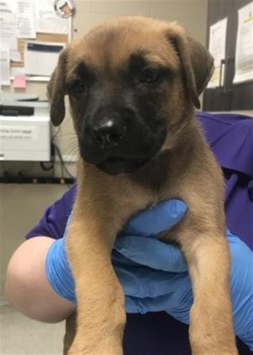 A429965 - Labrador Retriever available for adoption