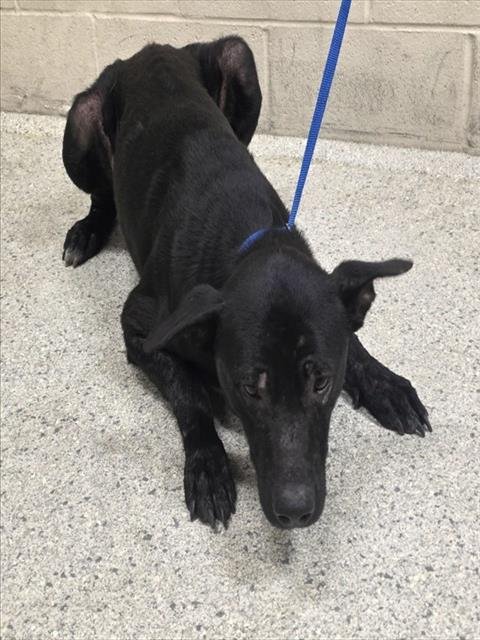 JORY - Labrador Retriever available for adoption