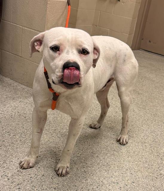 CROSBY - Pit Bull Terrier available for adoption