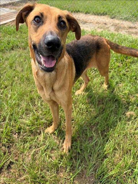 PENELOPE - German Shepherd Dog / Labrador Retriever available for adoption