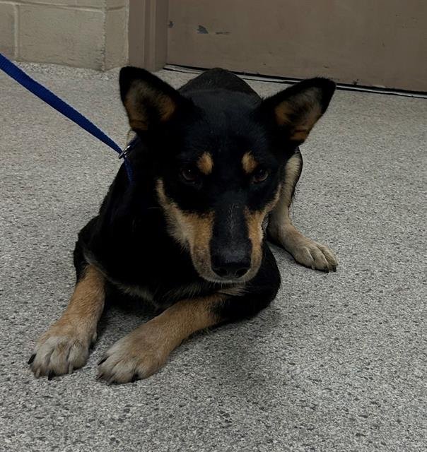 TOPANGA - German Shepherd Dog available for adoption