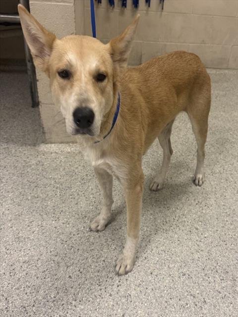 EMMIE - Australian Cattle Dog/Blue Heeler available for adoption