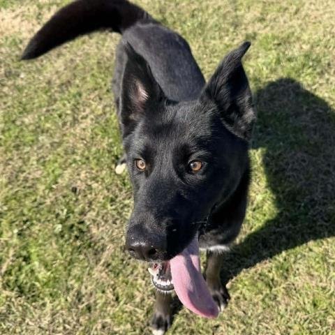 MINA - Border Collie available for adoption