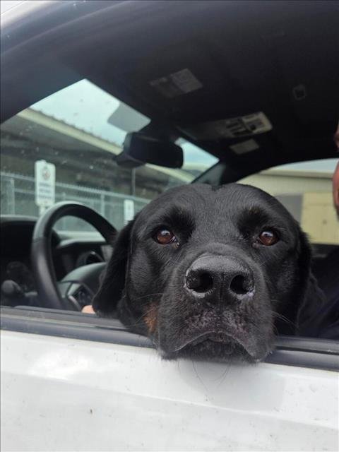 Z-RO - Labrador Retriever / Rottweiler available for adoption