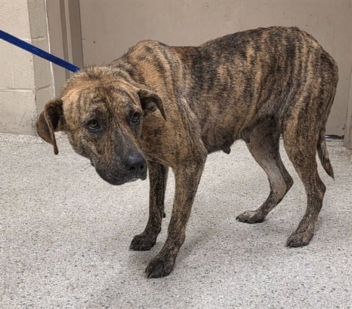 AMBER - Pit Bull Terrier available for adoption