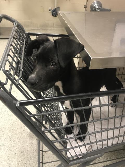 MIEKA - Labrador Retriever available for adoption