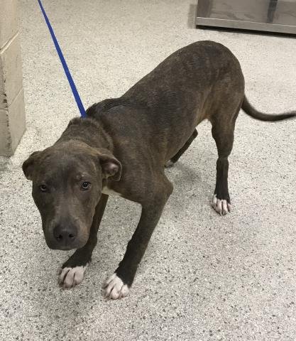 JESTER - Pit Bull Terrier available for adoption