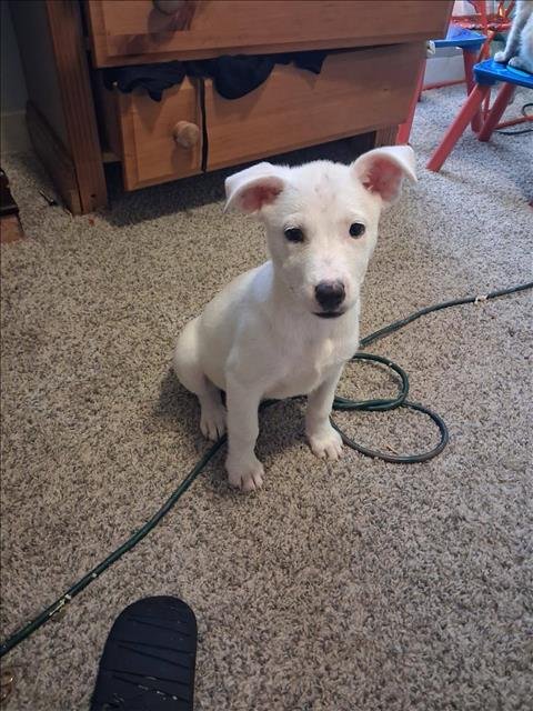 HAISLEY - Labrador Retriever available for adoption
