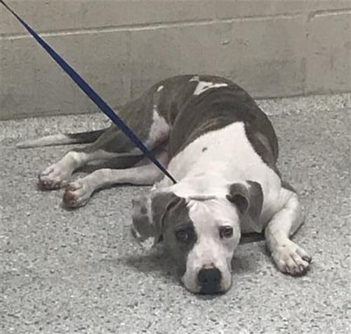PICKLES - Pit Bull Terrier available for adoption