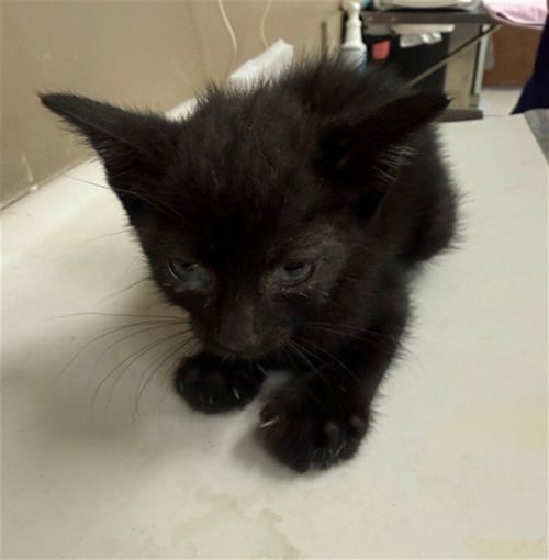 PANNA COTTA - Domestic Short Hair available for adoption