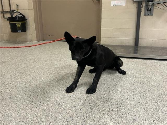 VENUS - German Shepherd Dog available for adoption