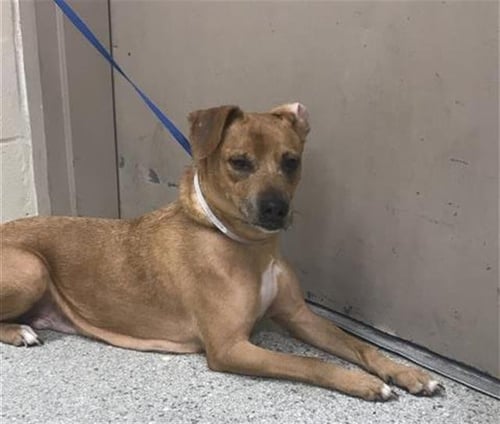 A427826 - Labrador Retriever available for adoption