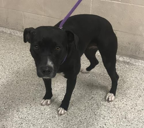 SOCKS - American Pit Bull Terrier available for adoption