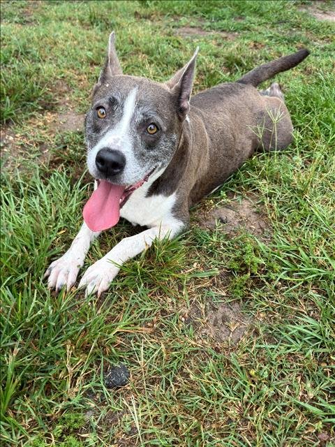 PETUNIA - Pit Bull Terrier available for adoption