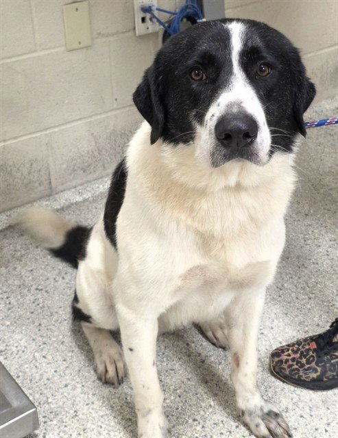 BREW - Labrador Retriever available for adoption
