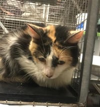 ZELDA - Photo 1